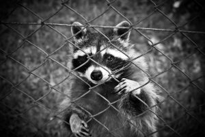 Raccoon removal in Bayonne, NJ