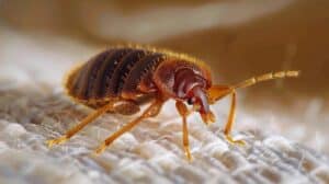 macro image of a bed bug on a white cotton-like fabric
