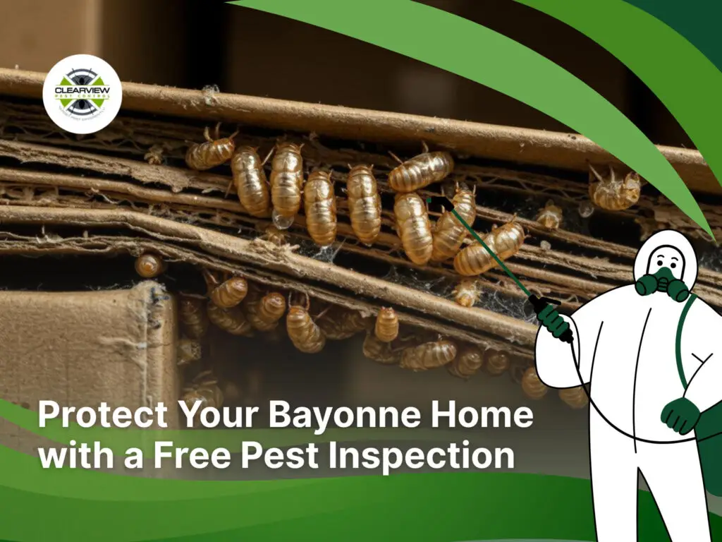 ### Key Elements - **Main Subjects**: Pest infestation (likely termites) on cardboard. - **Notable Features**: