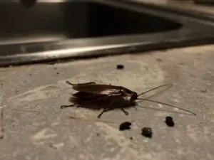 How to Eliminate Cockroach Infestations in Teaneck, New Jersey