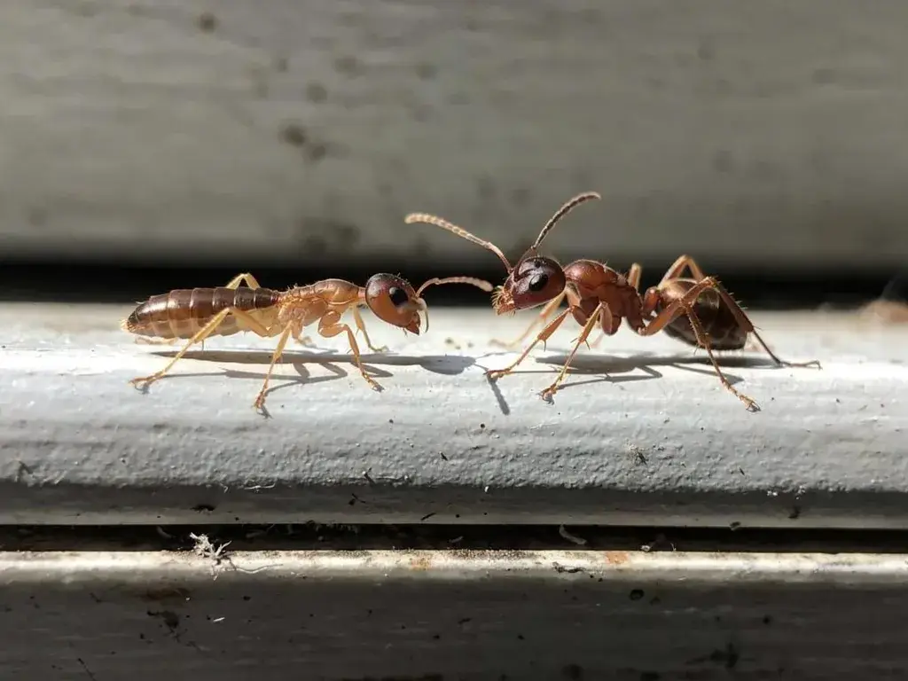 Termite swarmer and flying ant side by side showing key differences