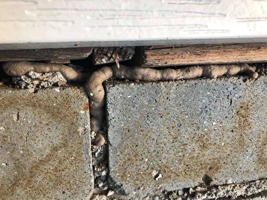 Termite Damage Signs Bayonne NJ: What to Watch in Bayonne, New Jersey