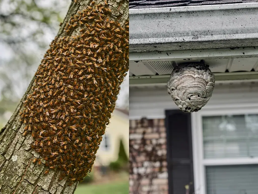 Honey bee swarm on a branch beside a wasp nest under a roofline