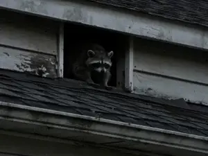 Humane Raccoons in Attic Removal in Englewood, New Jersey
