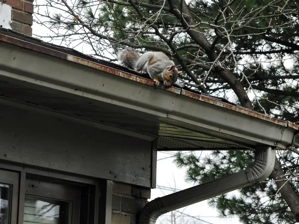 Squirrel climbing near roof soffit and fascia on a suburban home