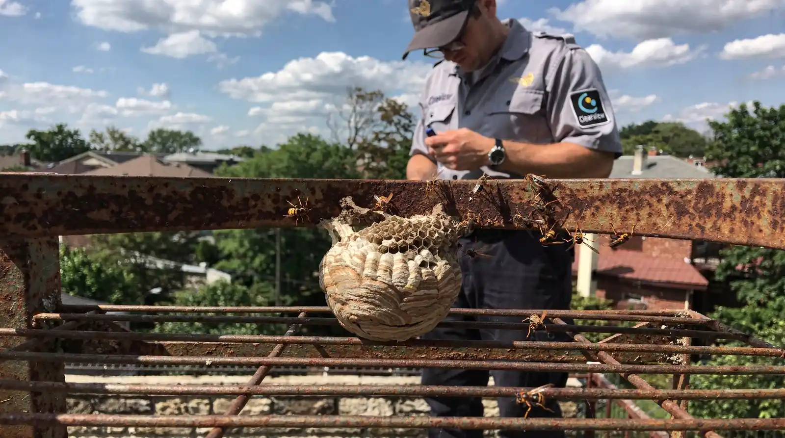 Prompt same-day or next-day response limits exposure to stinging incidents.; Wasp, yellowjacket, and hornet problems