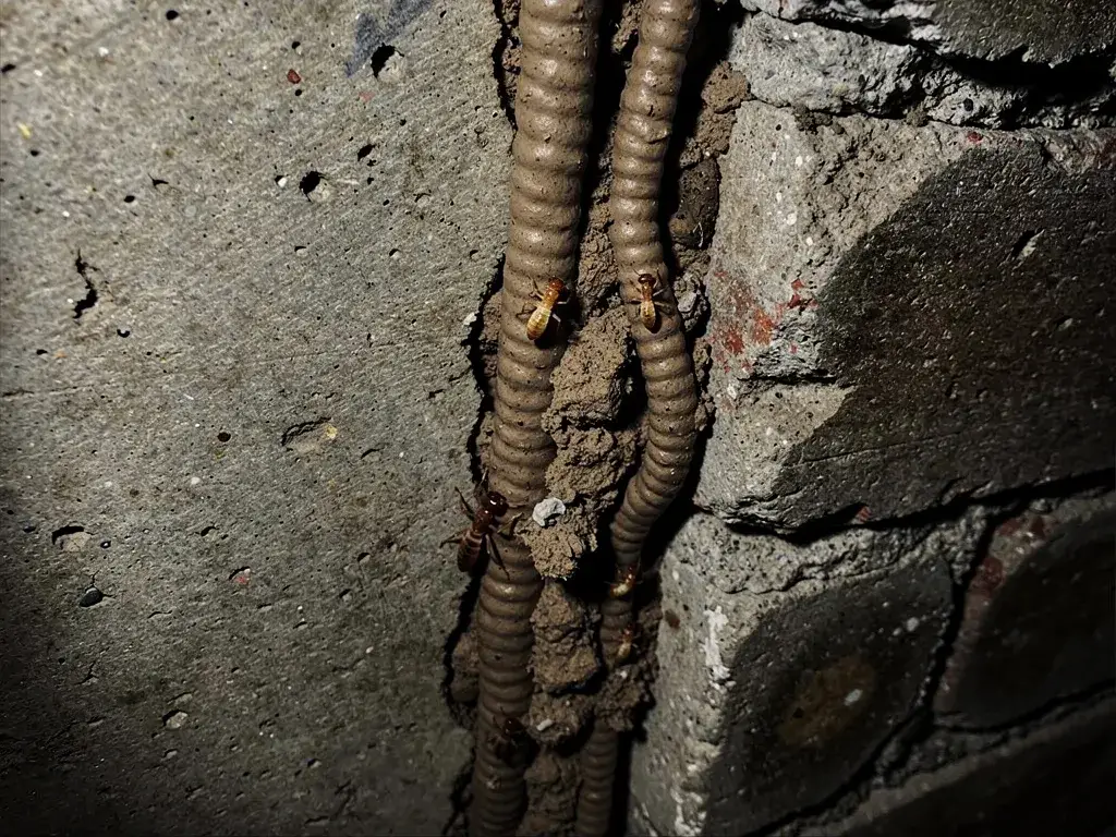 Subterranean termite mud tubes on a basement foundation wall