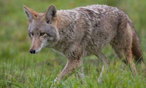Coyote