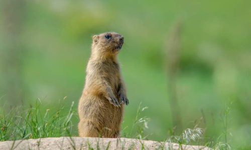 Groundhog
