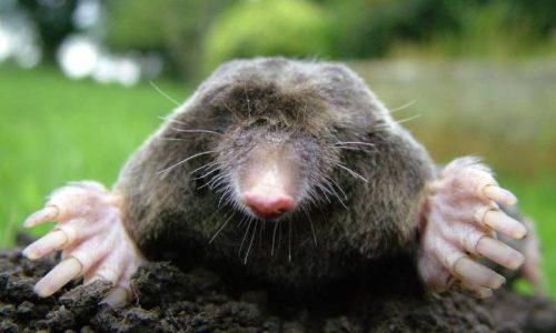 Mole