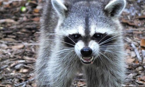 Raccoons
