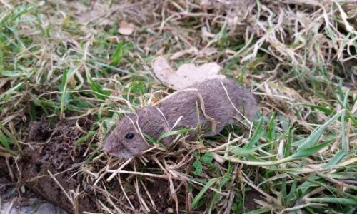 Vole