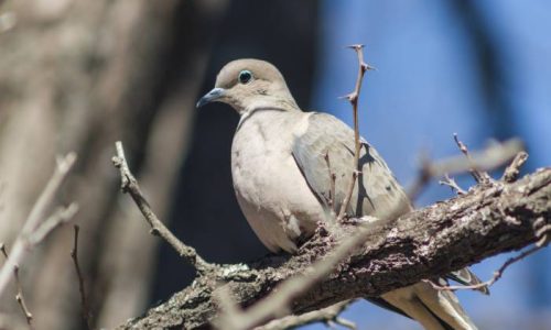 birds-2