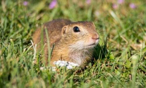 gopher