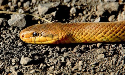 snake