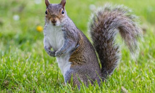 squirrel