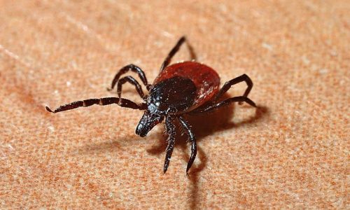 tick
